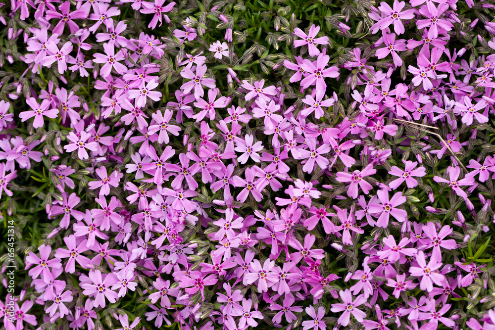 Aubrieta cultorum - pink or purple small flowers