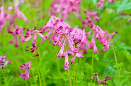 Flowers of birthwort (Corydalis buschii) 2 photo