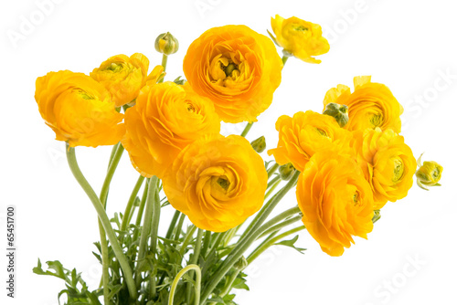 Fototapeta Naklejka Na Ścianę i Meble -  Gelbe Ranunkel