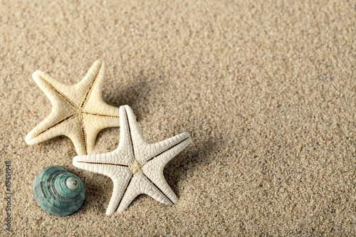 Starfish and seashell on beach