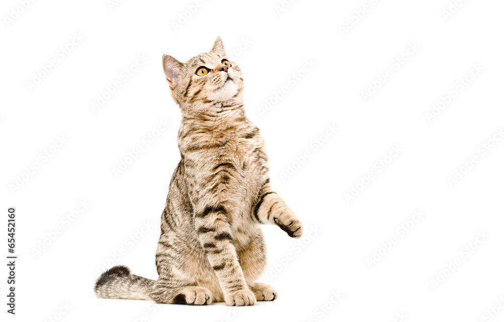Fototapeta premium Młody kot Szkocki prosto patrząc w górę