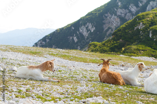 Fototapeta Naklejka Na Ścianę i Meble -  goats on the mountain