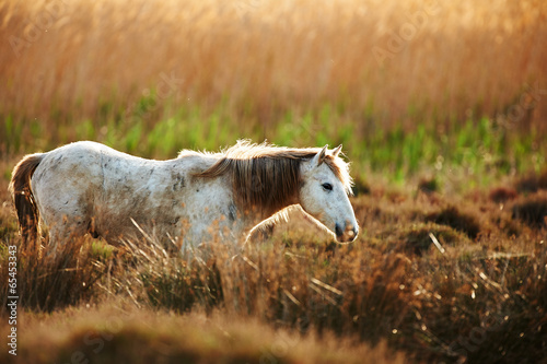 Fototapeta Naklejka Na Ścianę i Meble -  white horse of Camargue horizontally in the countryside