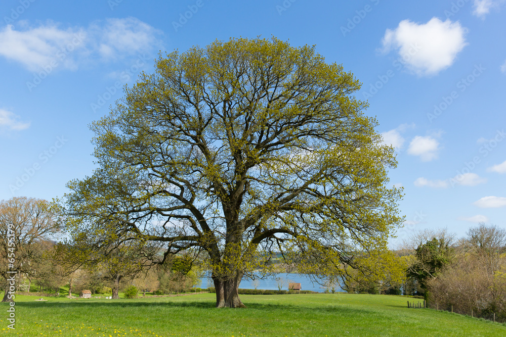 Beautiful tree in English country scene with blue sky and cloud Beautiful tree in English country scene with blue sky and cloud