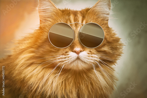 Cool Cat photo