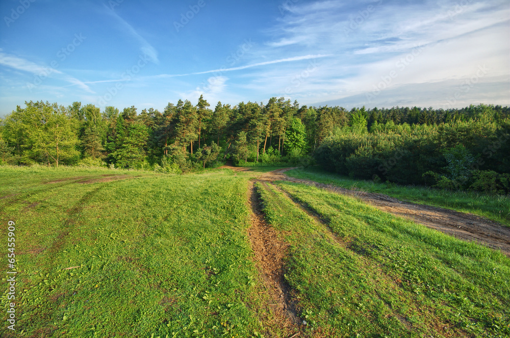 Fototapeta premium Road towards the forest