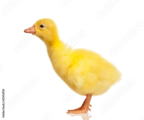 Domestic gosling