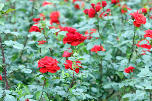 red roses garden nature background