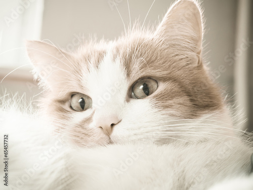 Portrait of yellow cat lying at home