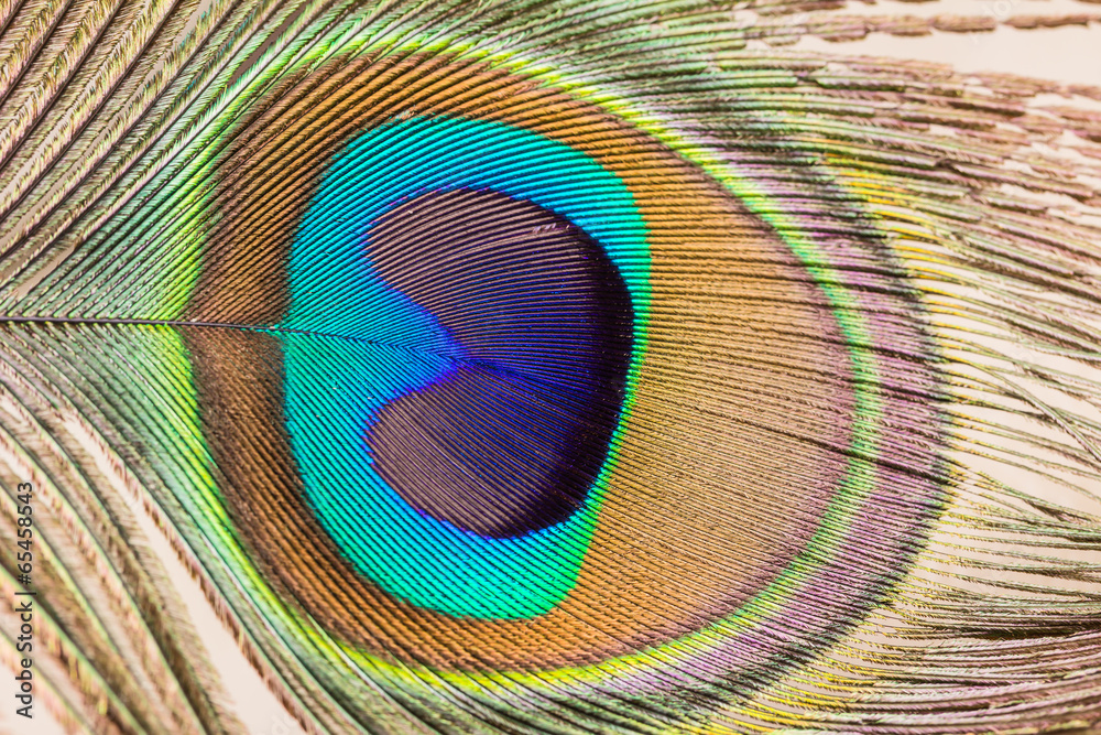 Obraz premium Peacock feather close up