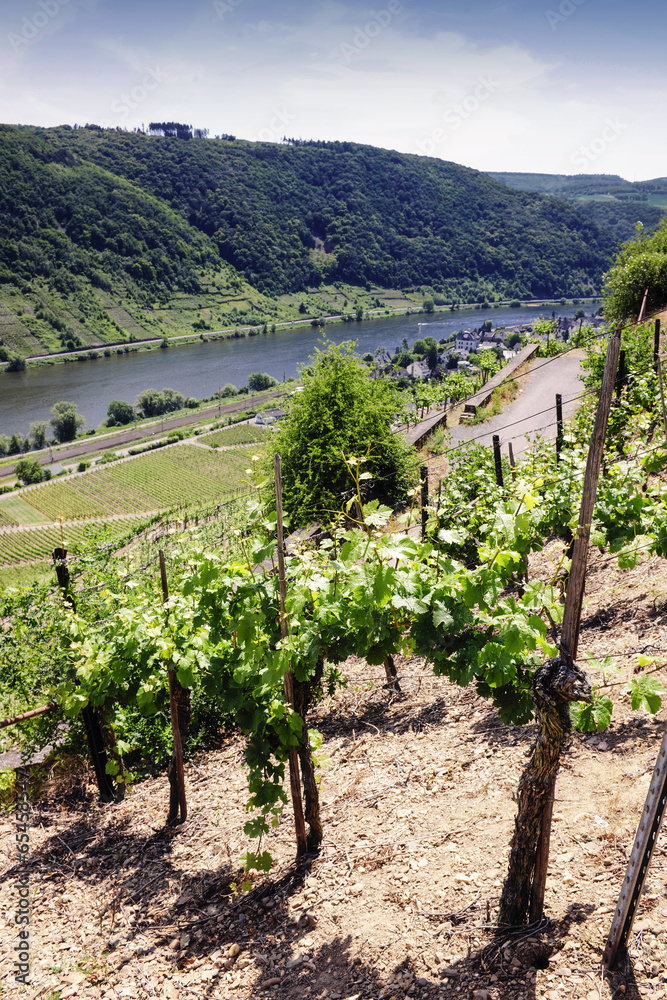 Vineyards at the Mosel, Germany