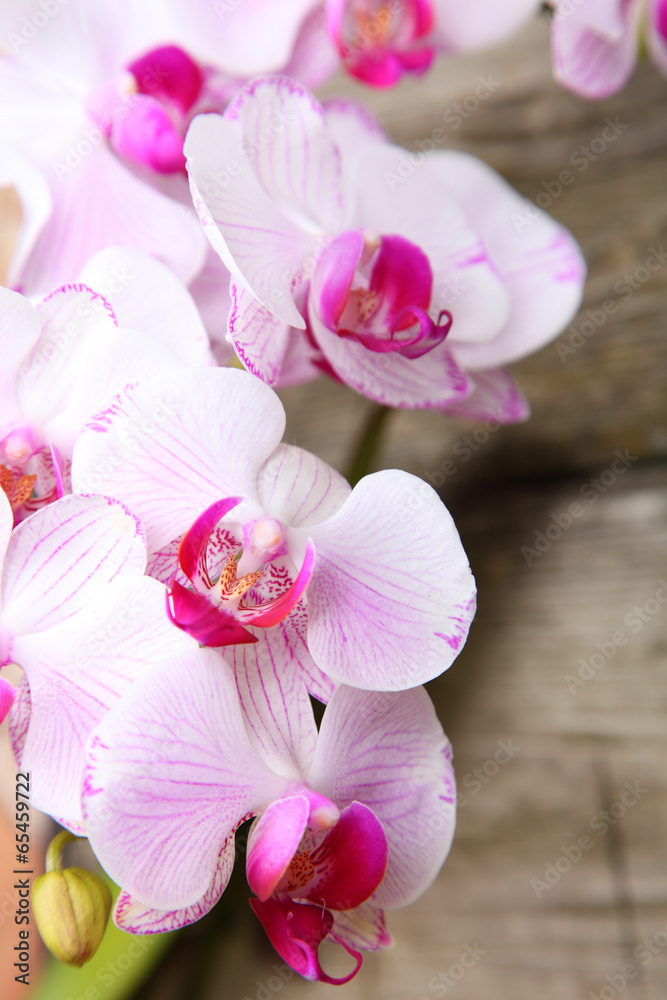 Fototapeta premium Pink orchid(Phalaenopsis )