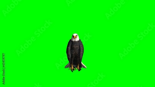 bald eagle sits and looks around - green screen