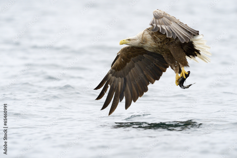 Naklejka premium White-tailed Eagle catching fish.