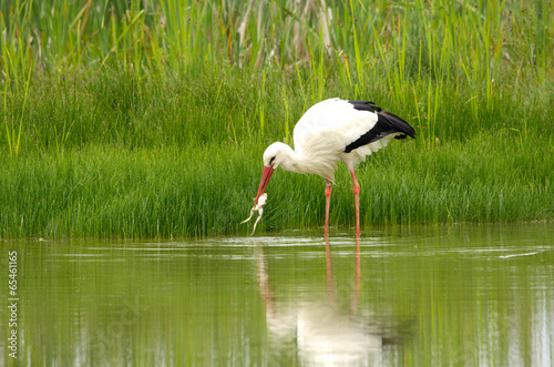 Cicogna pesca e mangia una rana photo
