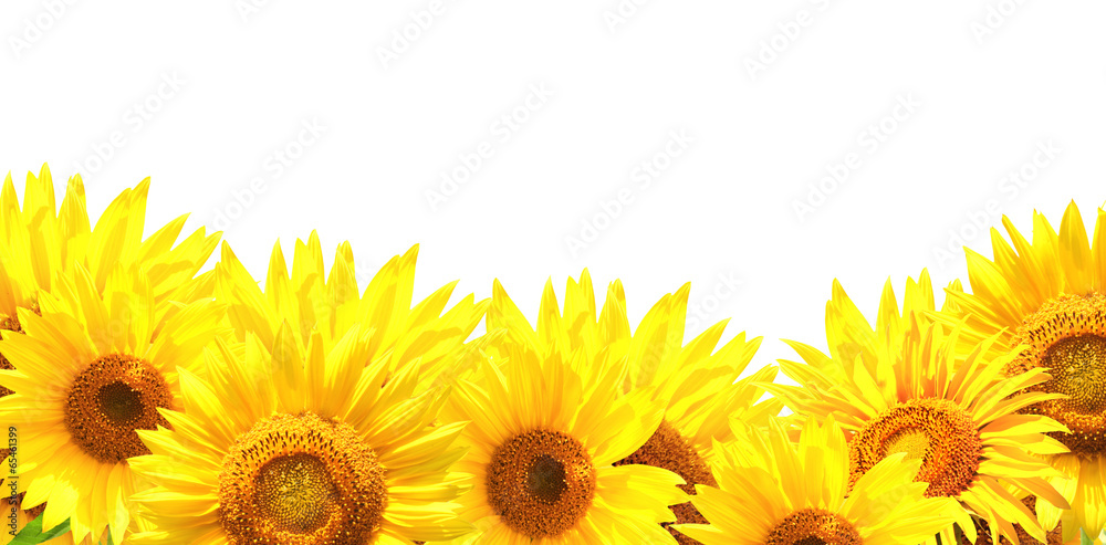 Fototapeta premium Border with sunflowers
