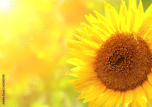 Fototapeta Naklejka Na Ścianę i Meble -  Bright yellow sunflower