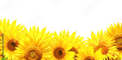 Fototapeta Naklejka Na Ścianę i Meble -  Border with sunflowers