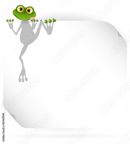 Frog and white background