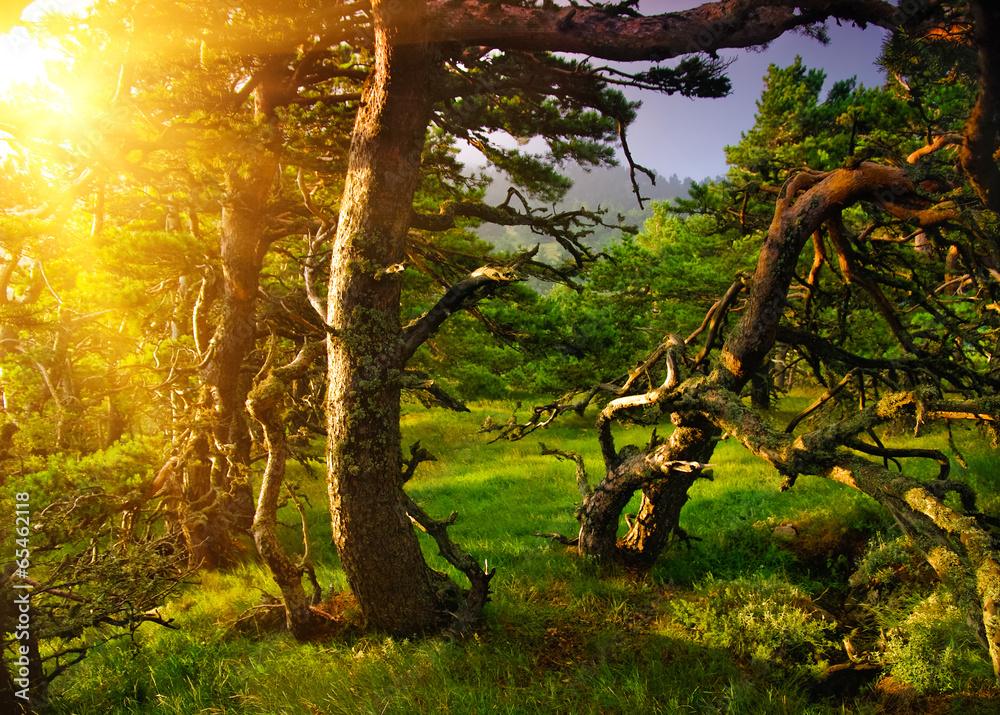 Fototapeta premium Старый лес