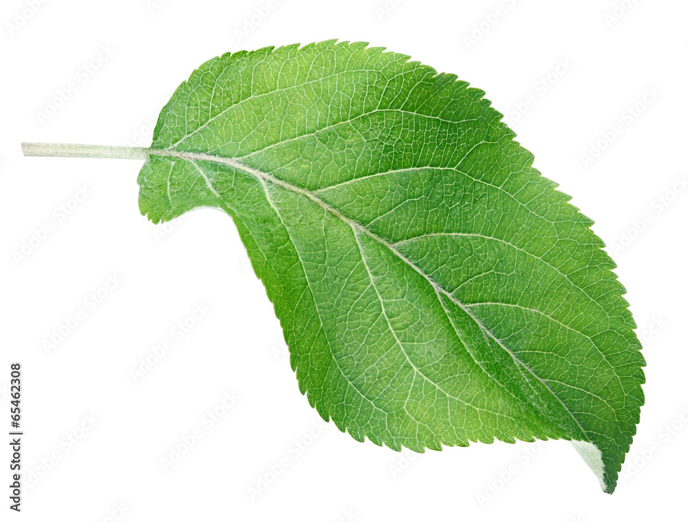 Obraz premium Green apple leaf isolated on white with clipping path