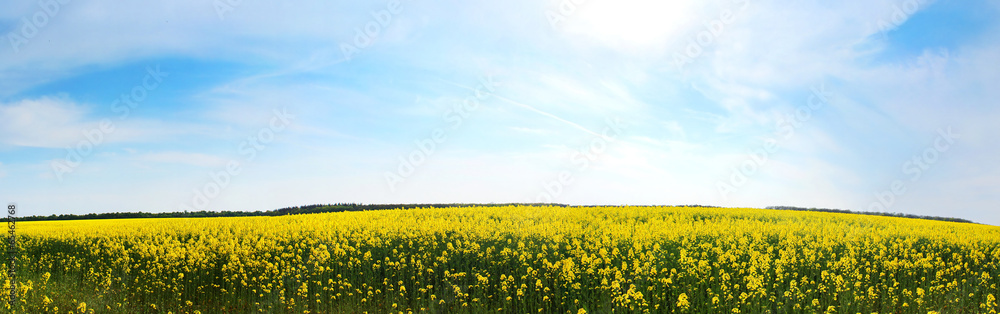 Canola field, yellow rape flowers, rapeseed