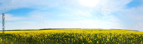Canola field, yellow rape flowers, rapeseed © Gelia