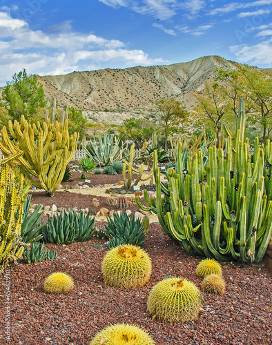 Cactus Garden in Tabernas Desert, Almeria, Andalusia, Spain