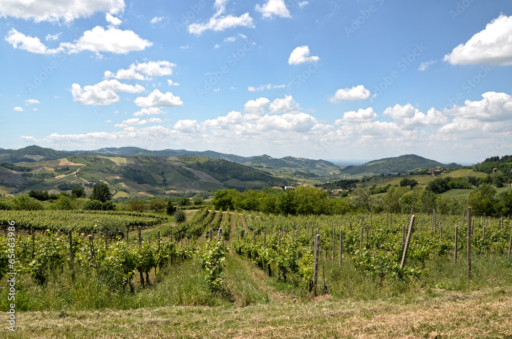 Vigneto dell'Oltrepò Pavese Vigneto dell'Oltrepò Pavese
