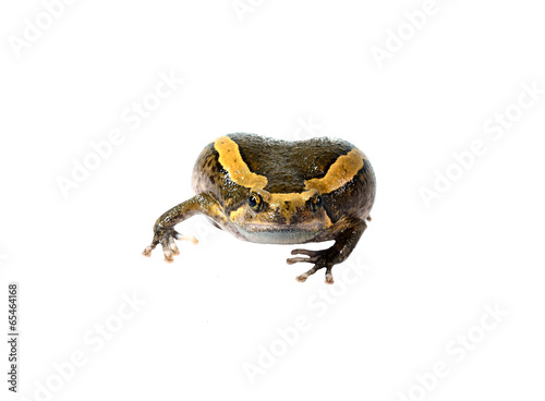 Chubby frog isolated in white background