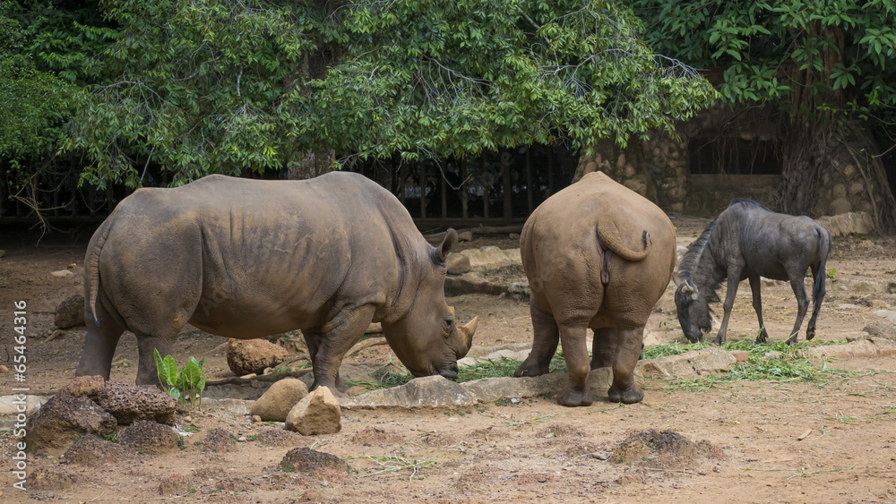 Fototapeta premium White rhinoceros