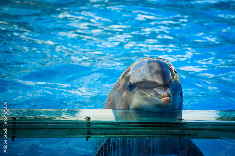 Naklejka premium Dolphin in Lisbon Zoo