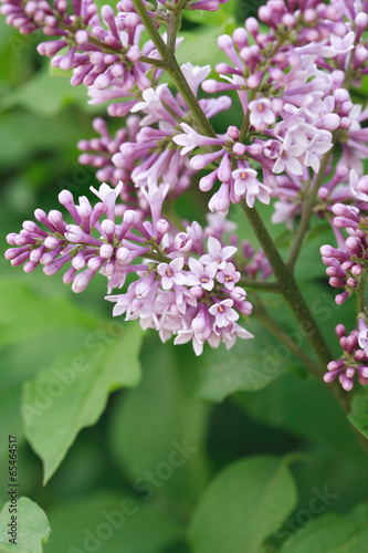 Wallpaper Mural Purple Lilac Torontodigital.ca