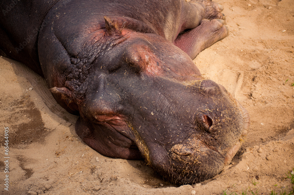 Fototapeta premium hippo in Lisbon Zoo