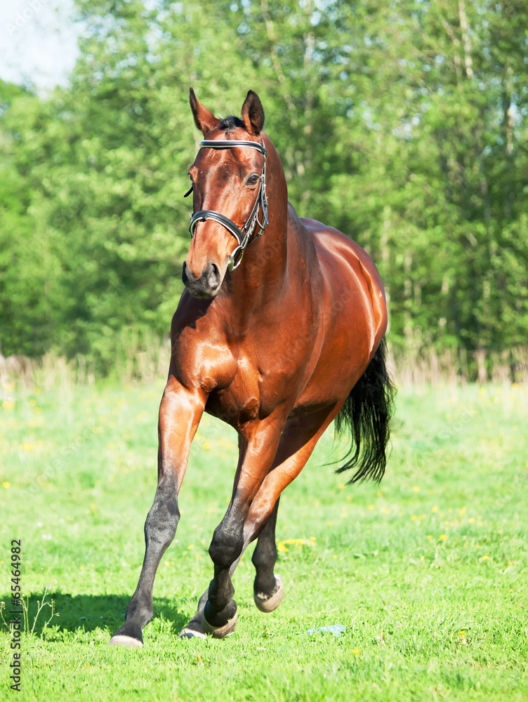 Running bay sportive horse in the spring meadow Running bay sportive horse in the spring meadow
