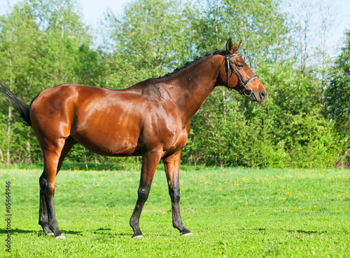 full body of bay sportive horse