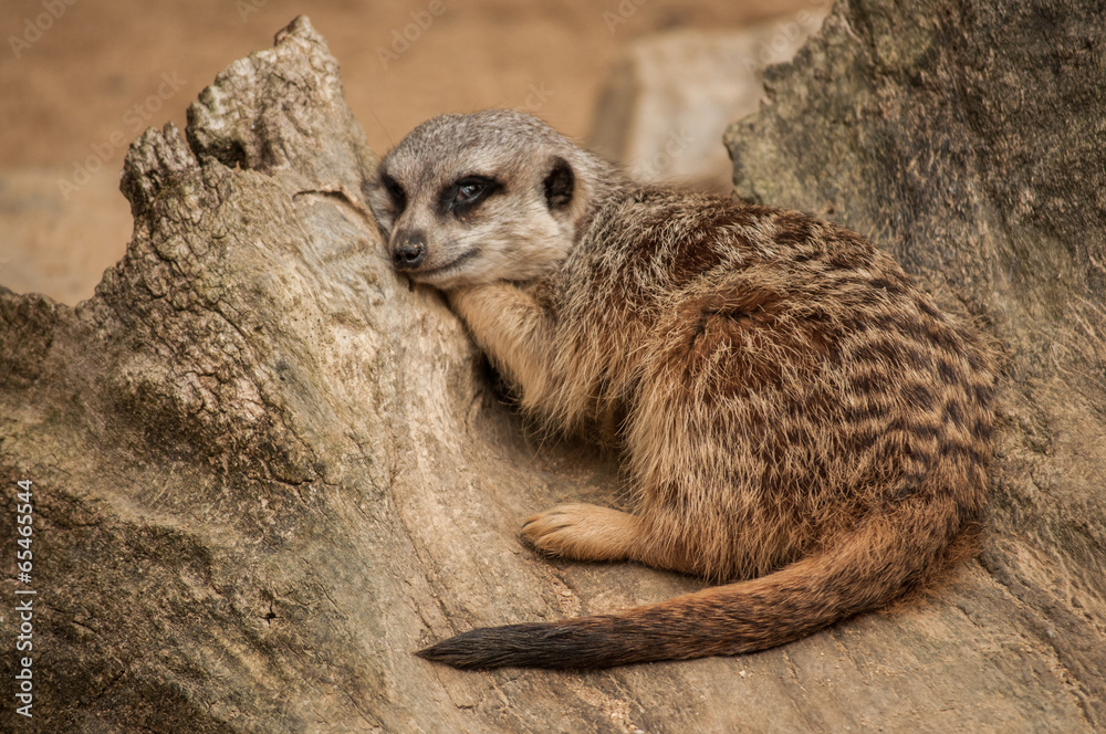 custom made wallpaper toronto digitalThe meerkat or suricate in Lisbon Zoo