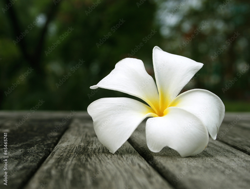 Tropical flowers frangipani on wood Tropical flowers frangipani on wood