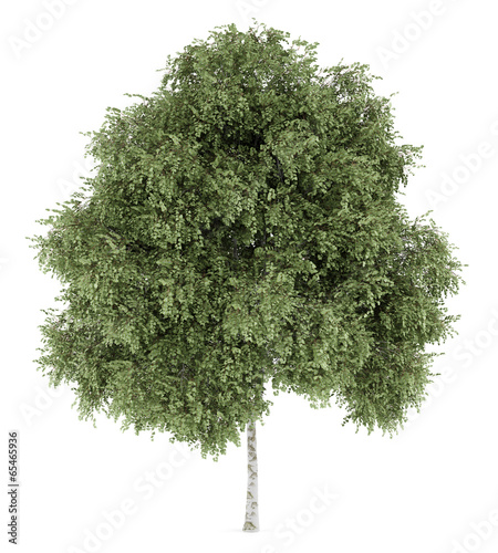 silver birch tree isolated on white background