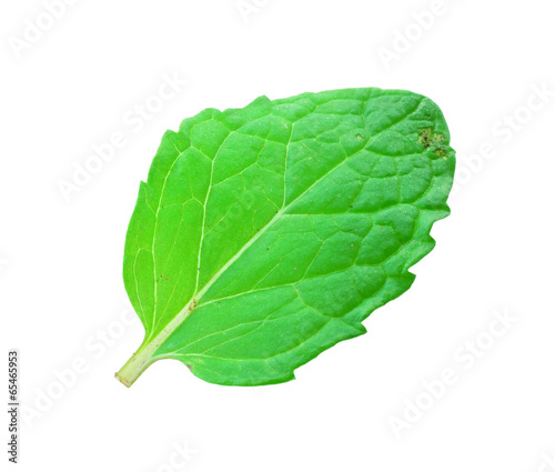 Fresh mint isolated on a white background