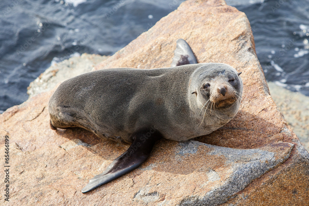 Obraz premium Narooma Seal