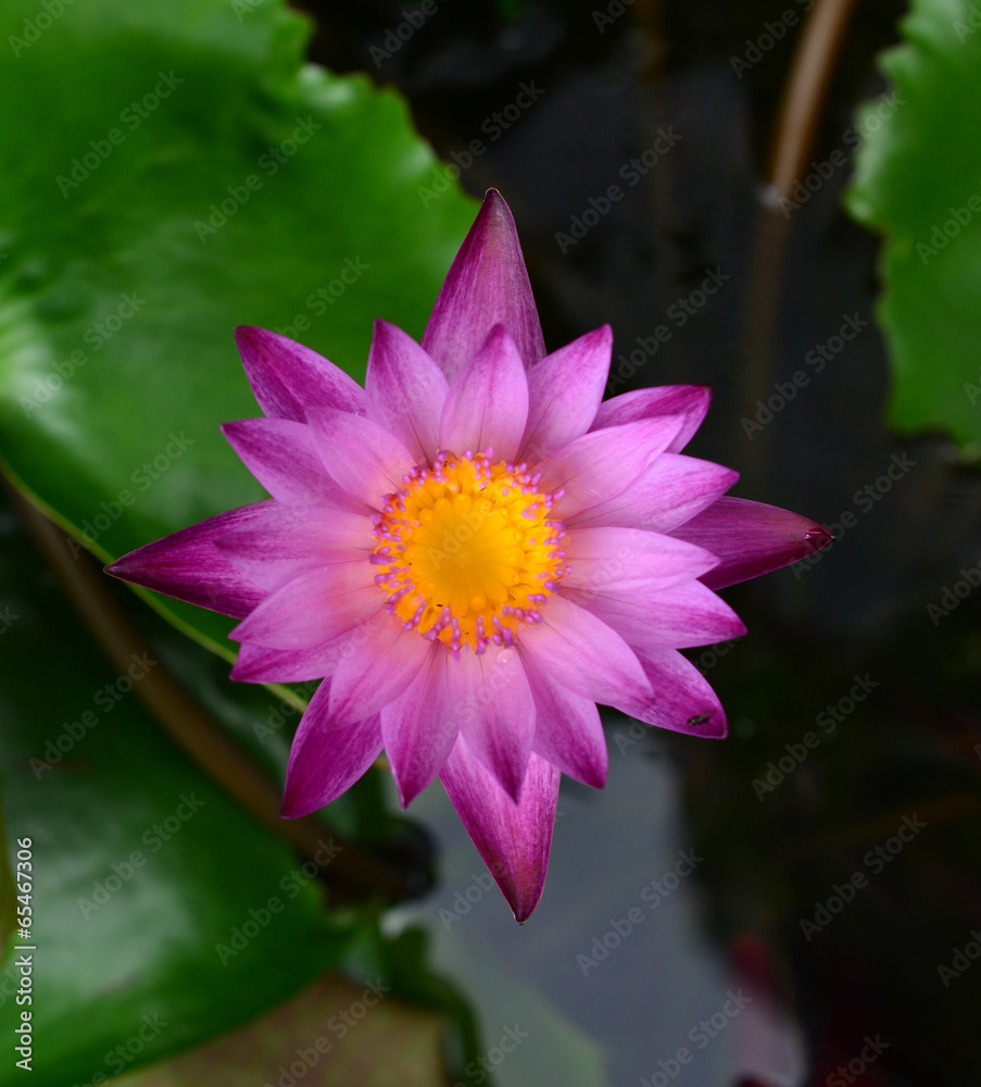 Pink lotus blossoms or water lily flowers blooming on pond Pink lotus blossoms or water lily flowers blooming on pond