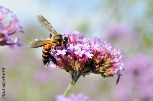 a bee on flowers