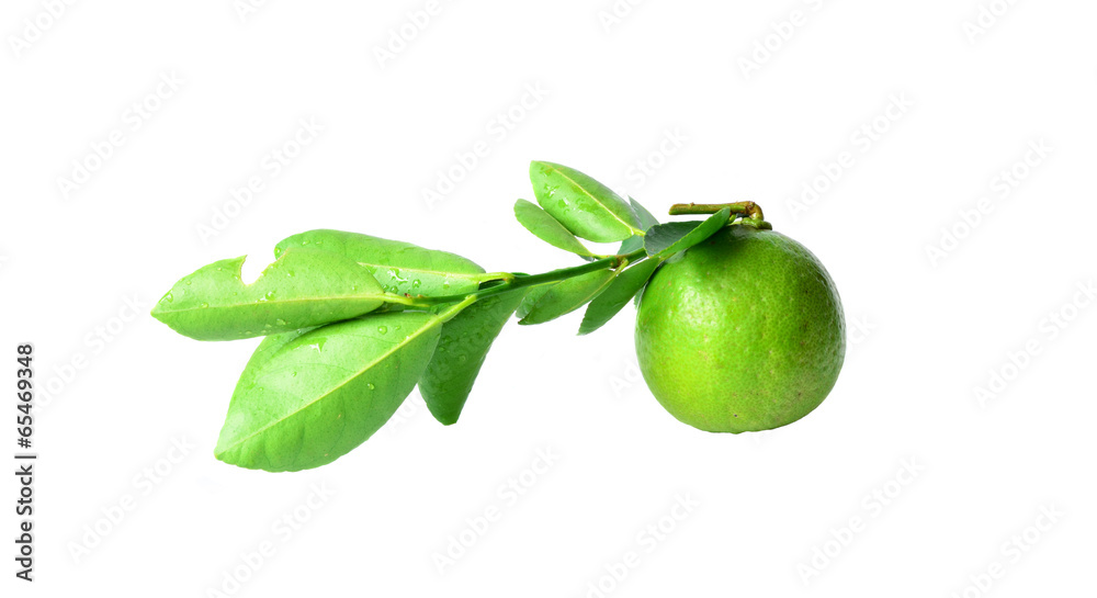 Fresh limes Isolated on white Fresh limes Isolated on white