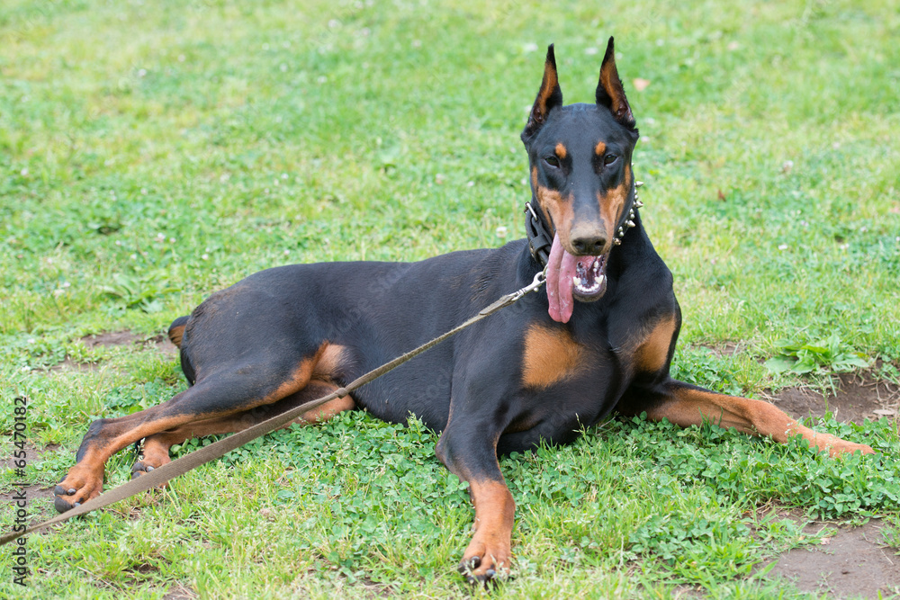 Beautiful Doberman lying down on the grass Beautiful Doberman lying down on the grass