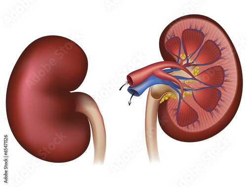 Normal human kidney and cross section of the kidney, blood suppl photo