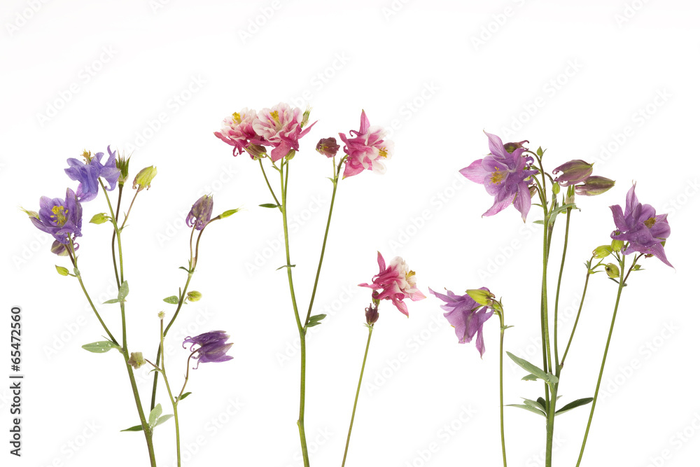 beautiful colorful flowers Aquilegia beautiful colorful flowers Aquilegia