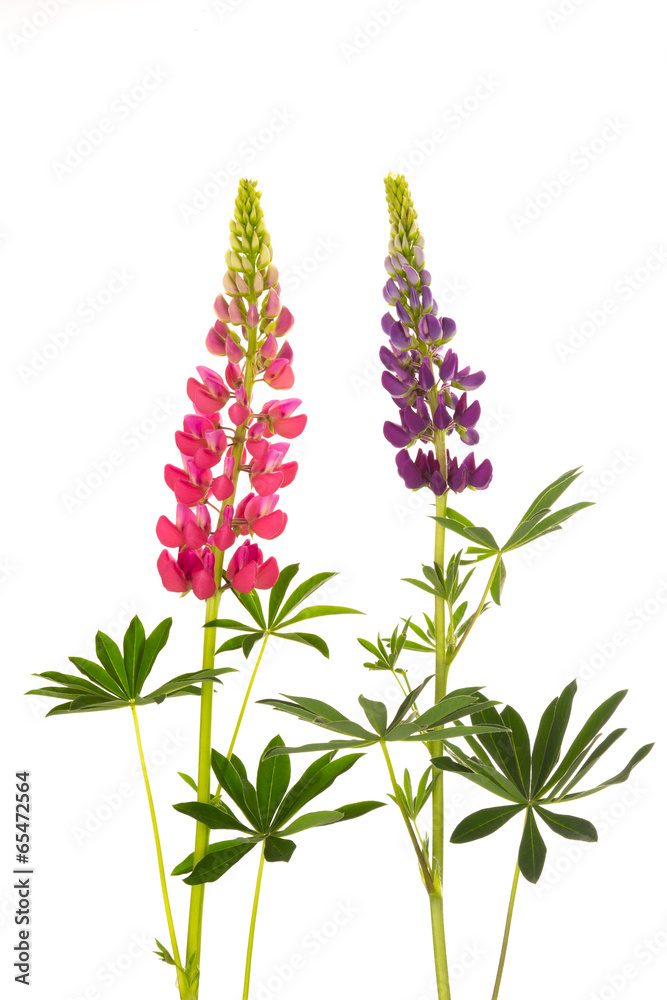 Naklejka premium beautiful flowers lupine
