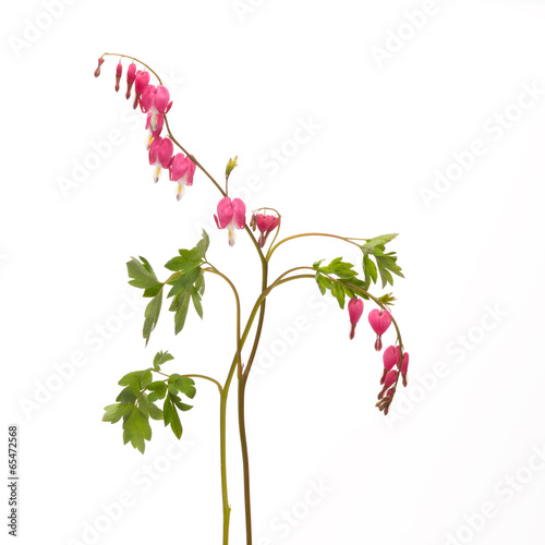 pink  flowers