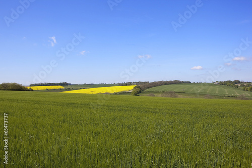 agricultural landscape in springtime